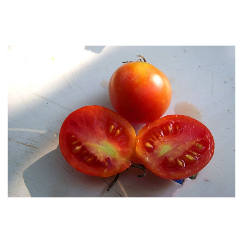 Tomate Early Sibérien