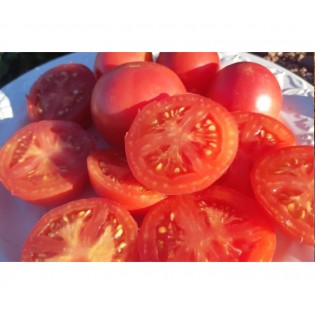 Tomate Maritime Rose