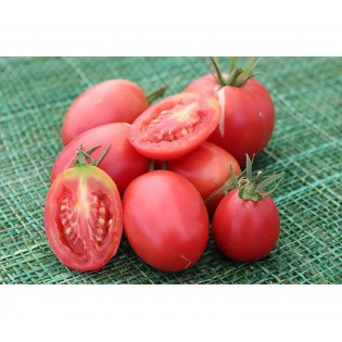 Tomate Olirose de Saint Domingue