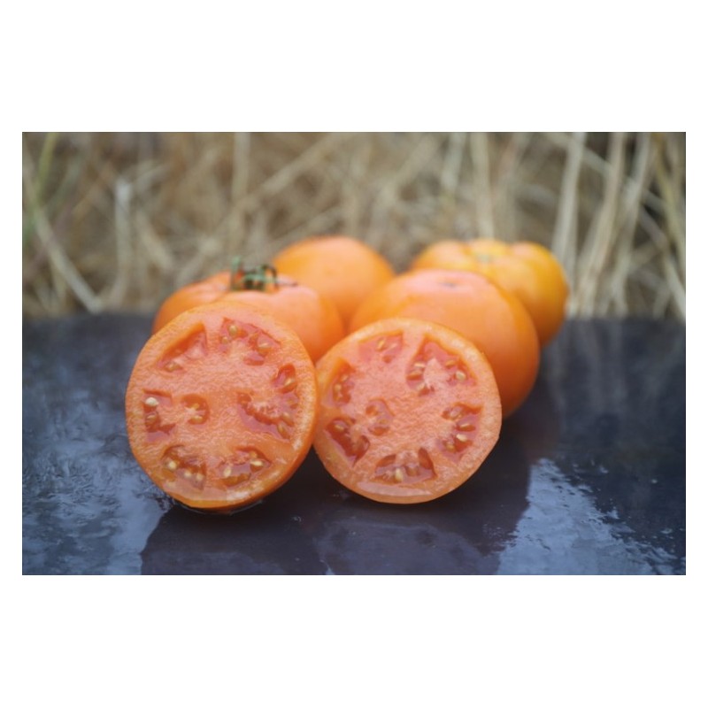 Nos graines potagères de tomate Orange Queen Bio - La Bonne Graine