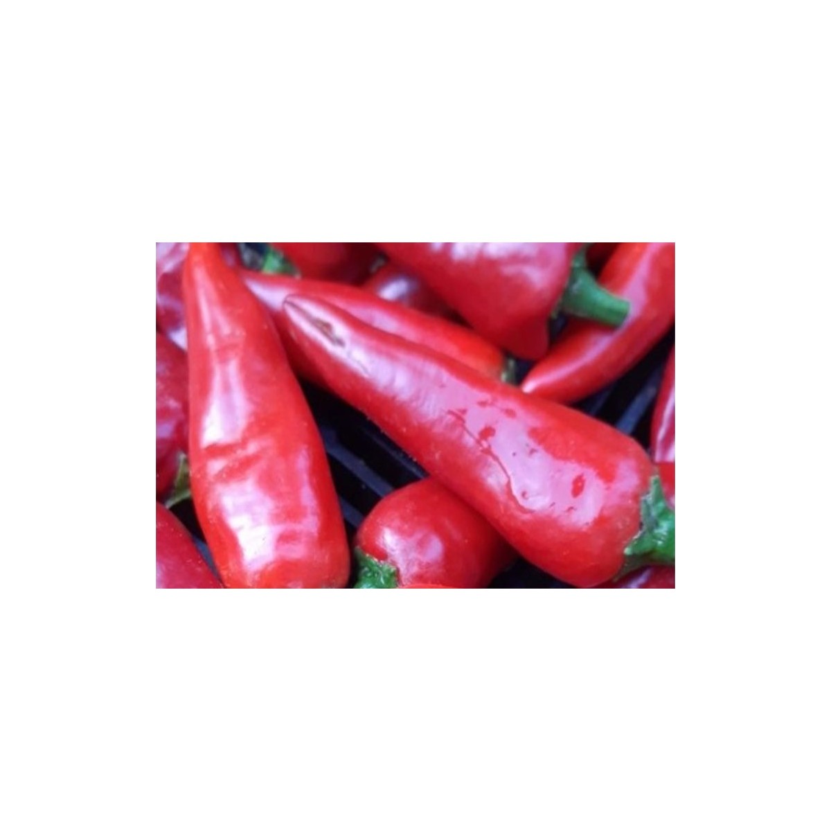 Piment Doux Gorria dit d' Espelette semences bio