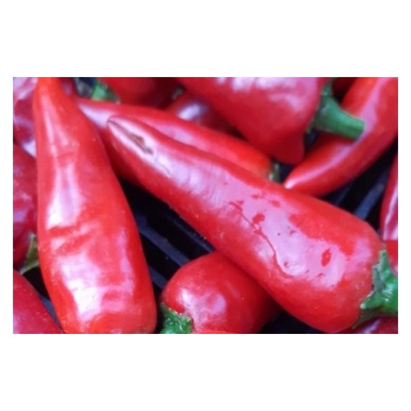 Piment Doux Gorria dit d' Espelette semences bio