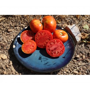 Sachet Graines - Tezier - Tomate Cerise - Sachet légume petit