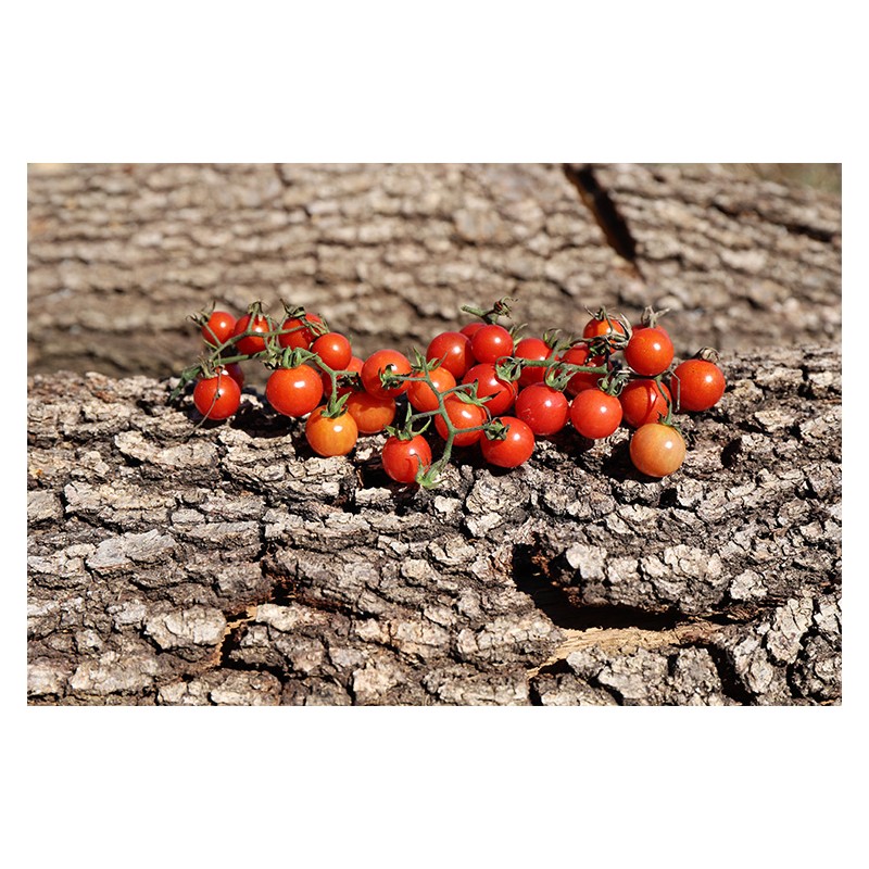Tomate cerise Sauvage du Mexique graines bio