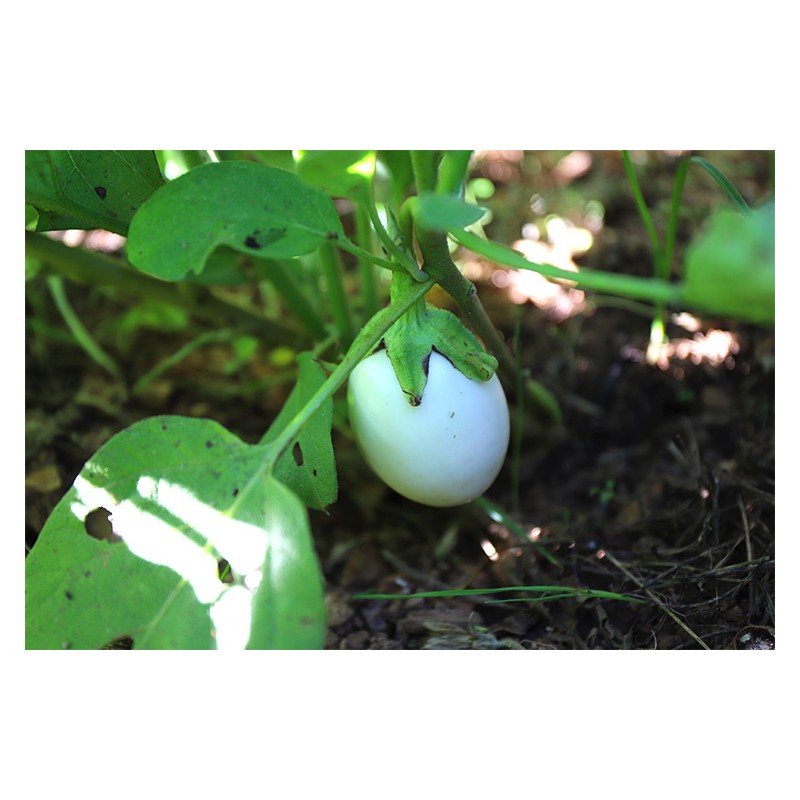 Aubergine plante à oeuf : planter, cultiver, récolter