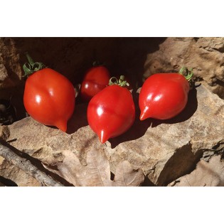 Mini coupe tomate express - Boutique de la Cuisine