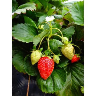 Plant de fraisier remontant Charlotte