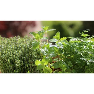 Pack aromatiques et herbes