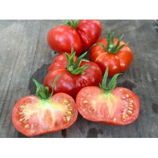 Tomate Calabache rouge