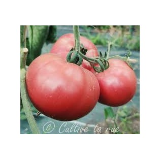 Tomate Purple