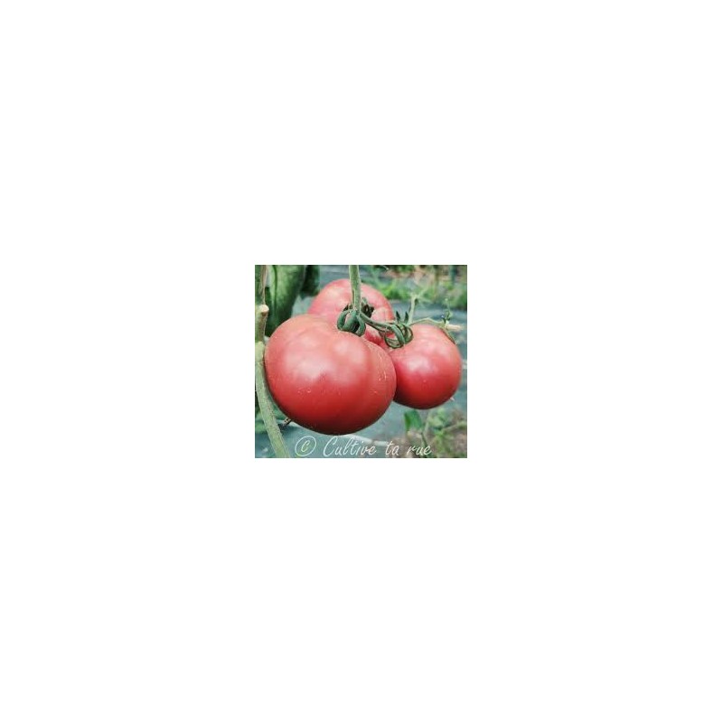 Tomate Purple