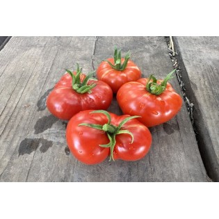 Tomate Calabache Rouge