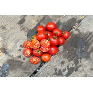 Tomate Robin spéciale pour la culture en bac !