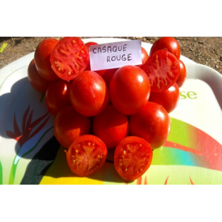 Tomate Casaque Rouge