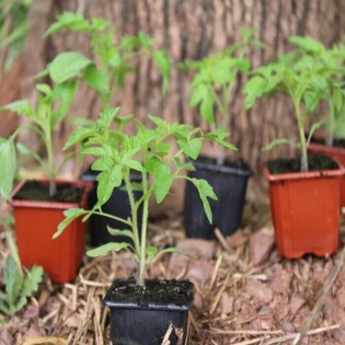 Assortiment de 18 plants de tomates et de légumes