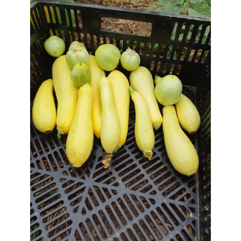 Semences de courgette Jaune, variété très appréciée des jardiniers