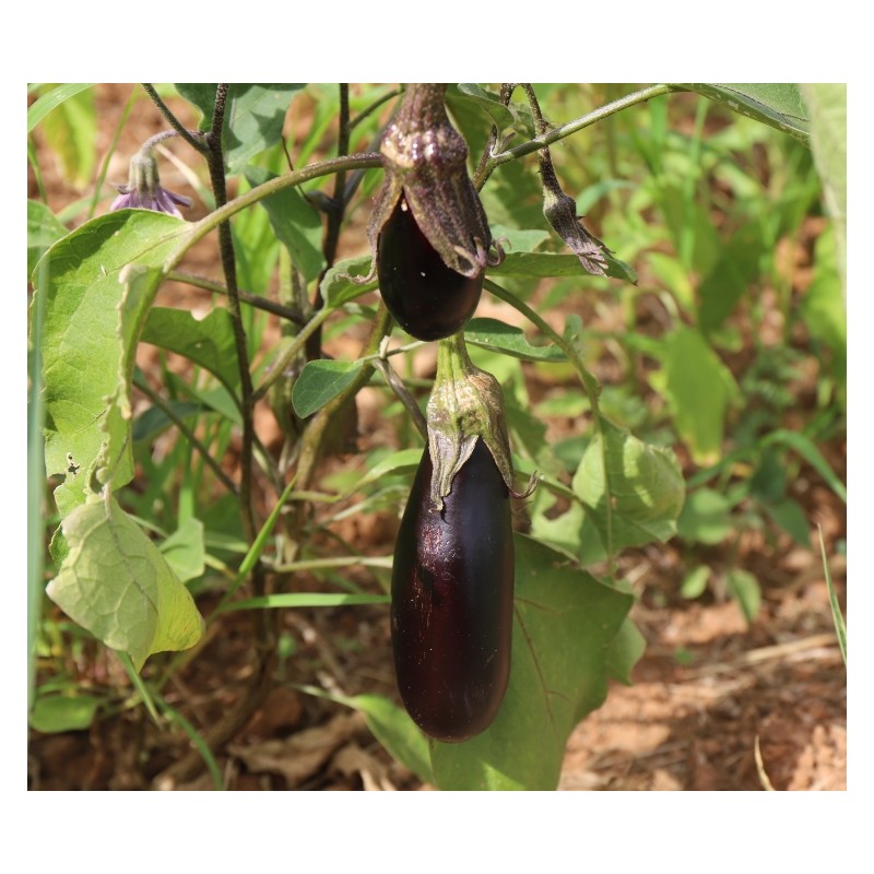 Aubergine de Barbentane