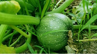 Légumes et fruits variétés anciennes bio