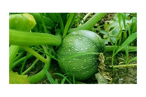 Variétés anciennes  semences de légumes et fruits biologiques