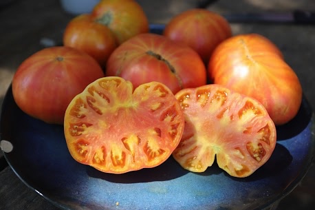 Tomates, le Potager de santé, vente de semences potagères   